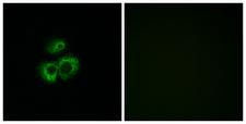OR52D1 Antibody - Immunofluorescence analysis of MCF7 cells, using OR52D1 Antibody. The picture on the right is blocked with the synthesized peptide.