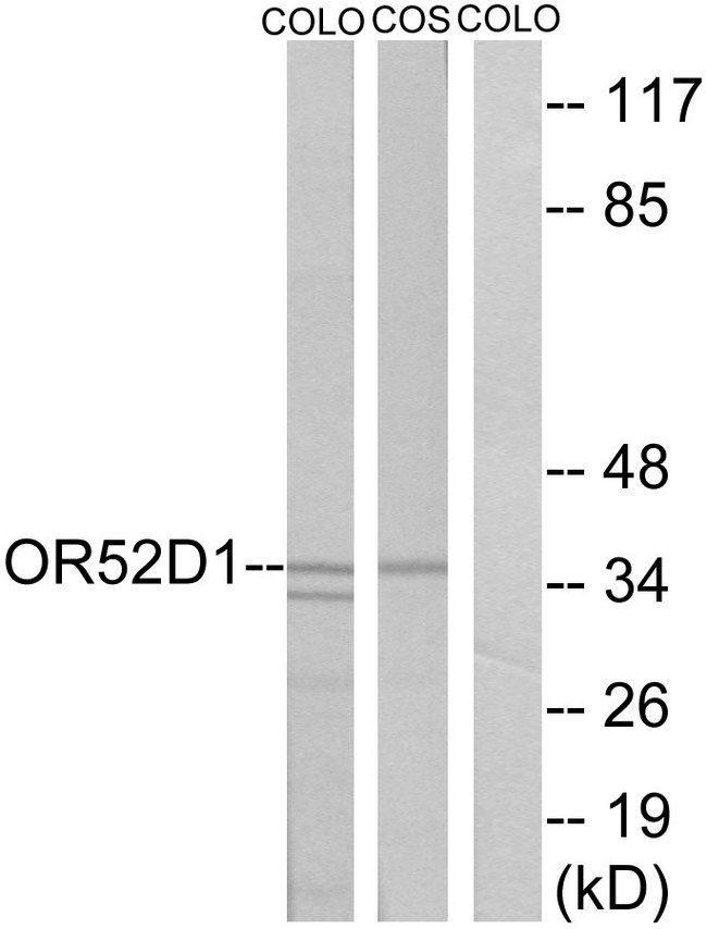 OR52D1 Antibody - Western blot analysis of lysates from COLO and COS7 cells, using OR52D1 Antibody. The lane on the right is blocked with the synthesized peptide.