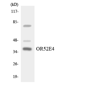 OR52E4 Antibody - Western blot analysis of the lysates from HT-29 cells using OR52E4 antibody.