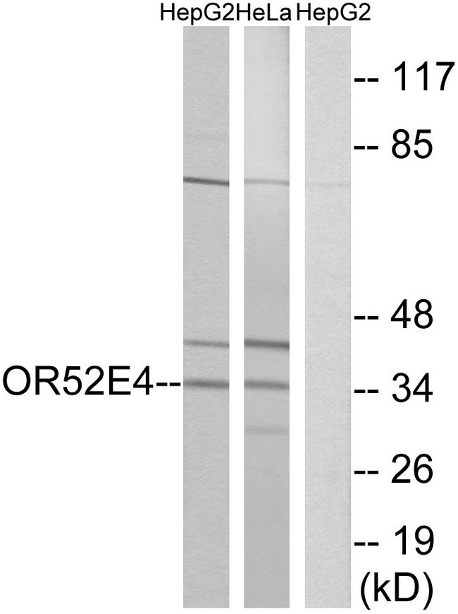OR52E4 Antibody - Western blot analysis of lysates from HepG2 and HeLa cells, using OR52E4 Antibody. The lane on the right is blocked with the synthesized peptide.