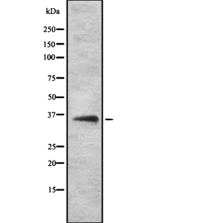 OR52H1 Antibody - Western blot analysis OR52H1 using K562 whole cells lysates