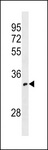OR52I1 Antibody - OR52I1 Antibody western blot of 293 cell line lysates (35 ug/lane). The OR52I1 antibody detected the OR52I1 protein (arrow).