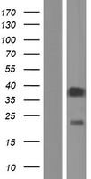 OR52I1 Protein - Western validation with an anti-DDK antibody * L: Control HEK293 lysate R: Over-expression lysate