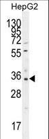 OR52I2 Antibody - OR52I2 Antibody western blot of HepG2 cell line lysates (35 ug/lane). The OR52I2 antibody detected the OR52I2 protein (arrow).