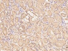 OR52I2 Antibody - Immunochemical staining of human OR52I2 in human kidney with rabbit polyclonal antibody at 1:100 dilution, formalin-fixed paraffin embedded sections.