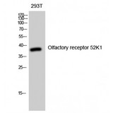 OR52K1 Antibody - Western blot of Olfactory receptor 52K1 antibody