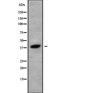 OR52K1 Antibody - Western blot analysis Olfactory receptor 52K1 using 293 whole cells lysates