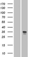 OR52N2 Protein - Western validation with an anti-DDK antibody * L: Control HEK293 lysate R: Over-expression lysate