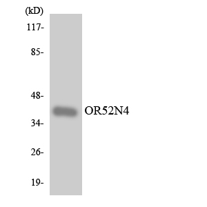 OR52N4 Antibody - Western blot analysis of the lysates from COLO205 cells using OR52N4 antibody.