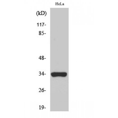 OR52W1 Antibody - Western blot of Olfactory receptor 52W1 antibody