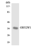 OR52W1 Antibody - Western blot analysis of the lysates from RAW264.7cells using OR52W1 antibody.