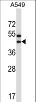 OR56A1 Antibody - OR56A1 Antibody western blot of A549 cell line lysates (35 ug/lane). The OR56A1 antibody detected the OR56A1 protein (arrow).