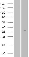 OR56A3 Protein - Western validation with an anti-DDK antibody * L: Control HEK293 lysate R: Over-expression lysate