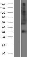 OR56B4 Protein - Western validation with an anti-DDK antibody * L: Control HEK293 lysate R: Over-expression lysate