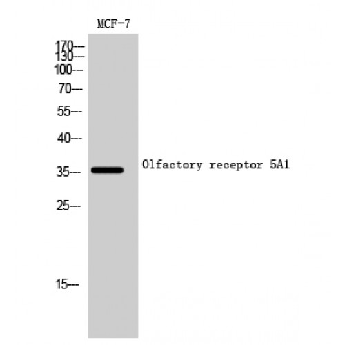 OR5A1 Antibody - Western blot of Olfactory receptor 5A1 antibody