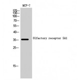 OR5A1 Antibody - Western blot of Olfactory receptor 5A1 antibody