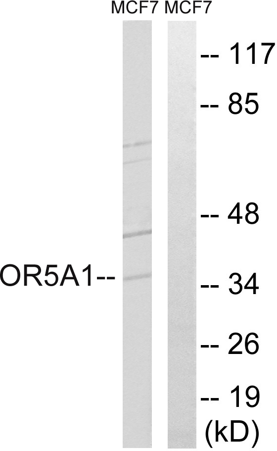 OR5A1 Antibody - Western blot analysis of lysates from MCF-7 cells, using OR5A1 Antibody. The lane on the right is blocked with the synthesized peptide.