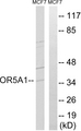 OR5A1 Antibody - Western blot analysis of lysates from MCF-7 cells, using OR5A1 Antibody. The lane on the right is blocked with the synthesized peptide.