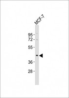 OR5A1 Antibody - Anti-OR5A1 Antibody at 1:1000 dilution + MCF-7 whole cell lysates Lysates/proteins at 20 ug per lane. Secondary Goat Anti-Rabbit IgG, (H+L), Peroxidase conjugated at 1/10000 dilution Predicted band size : 35 kDa Blocking/Dilution buffer: 5% NFDM/TBST.