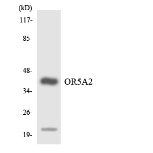 OR5A2 Antibody - Western blot analysis of the lysates from RAW264.7cells using OR5A2 antibody.