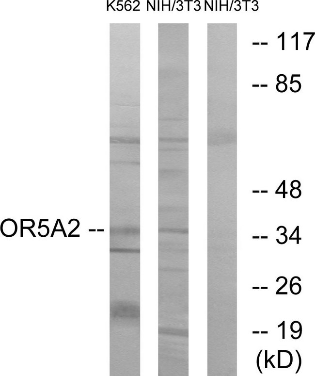 OR5A2 Antibody - Western blot analysis of lysates from NIH/3T3 and K562 cells, using OR5A2 Antibody. The lane on the right is blocked with the synthesized peptide.