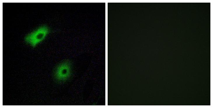 OR5A2 Antibody - Peptide - + Immunofluorescence analysis of A549 cells, using OR5A2 antibody.