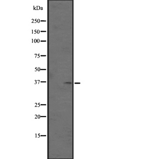 OR5AN1 Antibody - Western blot analysis of OR5AN1 expression in human placenta tissue lysates. The lane on the left is treated with the antigen-specific peptide.