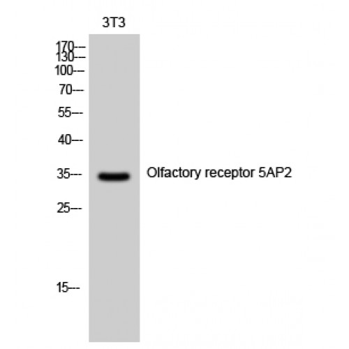 OR5AP2 Antibody - Western blot of Olfactory receptor 5AP2 antibody
