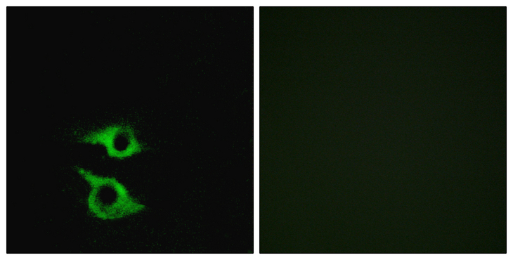 OR5AP2 Antibody - Immunofluorescence analysis of HeLa cells, using OR5AP2 Antibody. The picture on the right is blocked with the synthesized peptide.