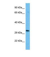 OR5AP2 Antibody - Western blot of Human Fetal Lung. OR5AP2 antibody dilution 1.0 ug/ml.  This image was taken for the unconjugated form of this product. Other forms have not been tested.