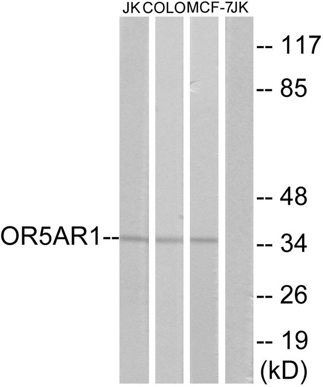 OR5AR1 Antibody - Western blot analysis of lysates from Jurkat, COLO, and MCF-7 cells, using OR5AR1 Antibody. The lane on the right is blocked with the synthesized peptide.
