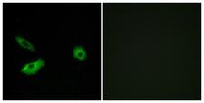 OR5AR1 Antibody - Peptide - + Immunofluorescence analysis of A549 cells, using OR5AR1 antibody.