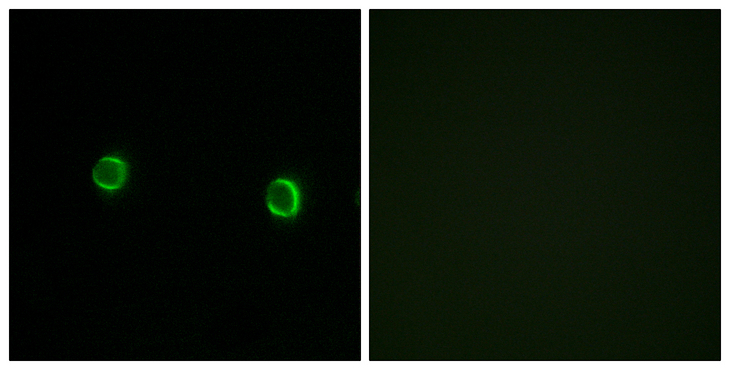OR5AS1 Antibody - Immunofluorescence analysis of LOVO cells, using OR5AS1 Antibody. The picture on the right is blocked with the synthesized peptide.