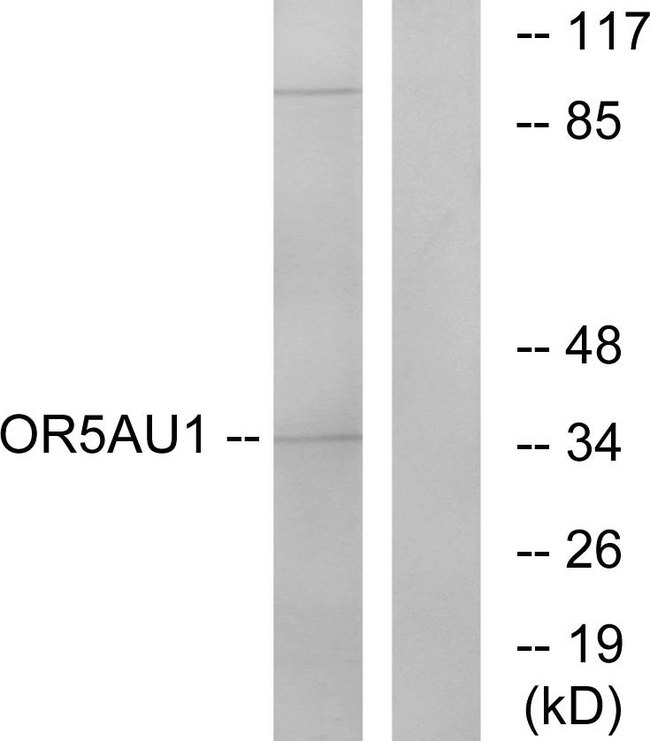 OR5AU1 Antibody - Western blot analysis of lysates from Jurkat cells, using OR5AU1 Antibody. The lane on the right is blocked with the synthesized peptide.