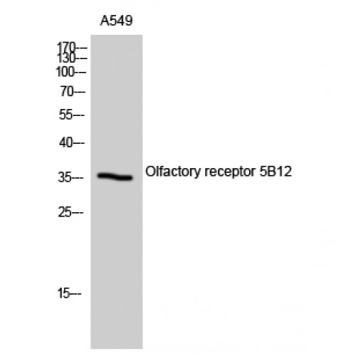 OR5B12 Antibody - Western blot of Olfactory receptor 5B12 antibody