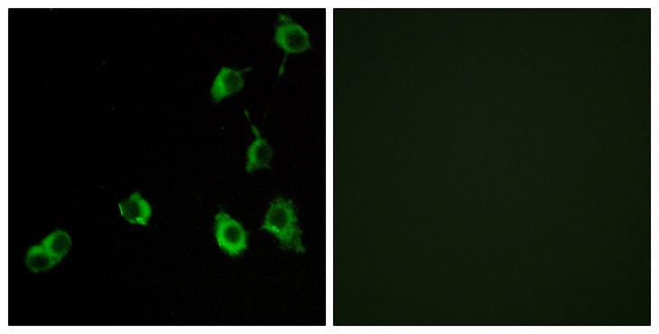OR5B12 Antibody - Peptide - + Immunofluorescence analysis of COS-7 cells, using OR5B12 antibody.