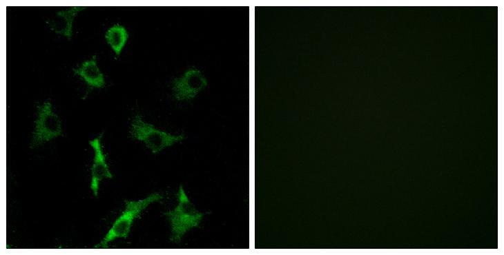 OR5B3 Antibody - Peptide - + Immunofluorescence analysis of COS-7 cells, using OR5B3 antibody.
