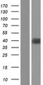 OR5C1 Protein - Western validation with an anti-DDK antibody * L: Control HEK293 lysate R: Over-expression lysate