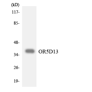 OR5D13 Antibody - Western blot analysis of the lysates from HT-29 cells using OR5D13 antibody.