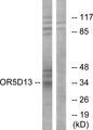 OR5D13 Antibody - Western blot analysis of lysates from COS7 cells, using OR5D13 Antibody. The lane on the right is blocked with the synthesized peptide.