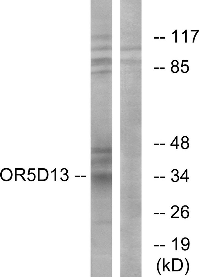 OR5D13 Antibody - Western blot analysis of lysates from COS7 cells, using OR5D13 Antibody. The lane on the right is blocked with the synthesized peptide.