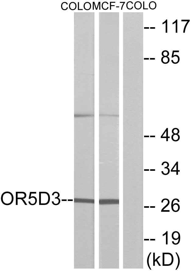OR5D3 Antibody - Western blot analysis of lysates from COLO205 cells and MCF-7 cells, using OR5D3 Antibody. The lane on the right is blocked with the synthesized peptide.