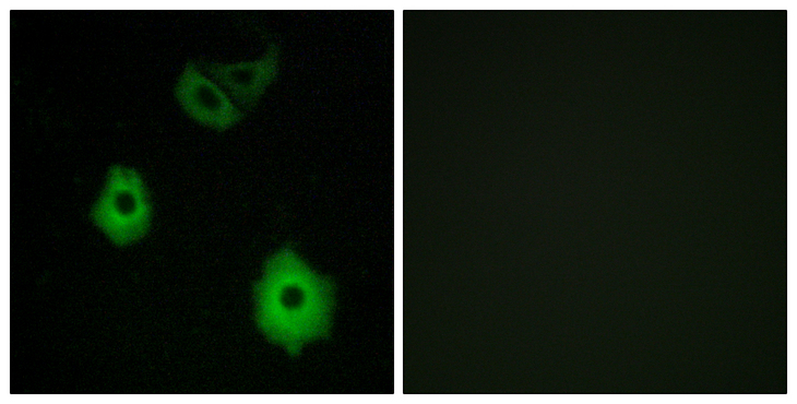 OR5H1 Antibody - Immunofluorescence analysis of A549 cells, using OR5H6 Antibody. The picture on the right is blocked with the synthesized peptide.