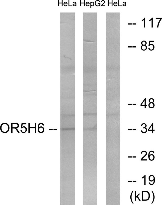 OR5H1 Antibody - Western blot analysis of lysates from HeLa and HepG2 cells, using OR5H6 Antibody. The lane on the right is blocked with the synthesized peptide.