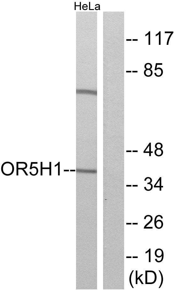OR5H1 Antibody - Western blot analysis of lysates from HeLa cells, using OR5H1 Antibody. The lane on the right is blocked with the synthesized peptide.
