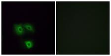 OR5H1 Antibody - Peptide - + Immunofluorescence analysis of A549 cells, using OR5H1 antibody.