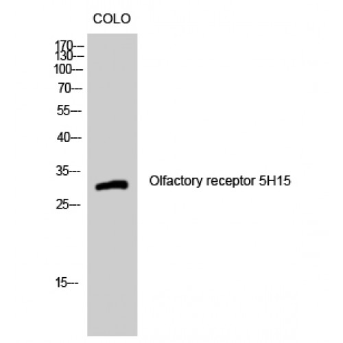 OR5H15 Antibody - Western blot of Olfactory receptor 5H15 antibody