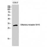 OR5H15 Antibody - Western blot of Olfactory receptor 5H15 antibody
