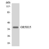 OR5H15 Antibody - Western blot analysis of the lysates from HeLa cells using OR5H15 antibody.