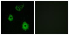 OR5H6 Antibody - Peptide - + Immunofluorescence analysis of A549 cells, using OR5H6 antibody.